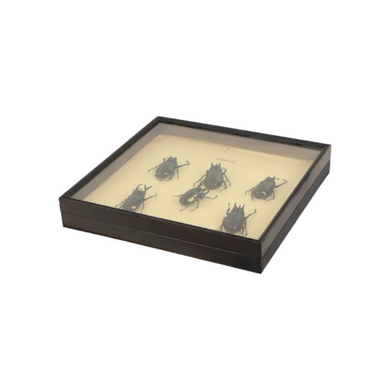 Collezione di scarabei incorniciati, scarabei Atlas, Oggetti decorativi, Legno, Vetro, Nero, Vintage (foto 4 di 10)