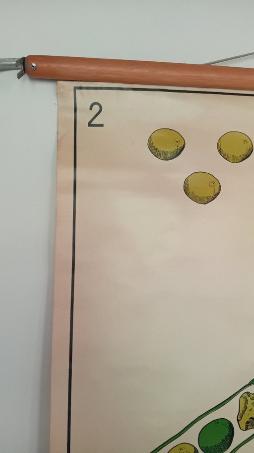 Tabla escolar antigua J. Verhave, Genética según Mendel N.° 2, Guisantes