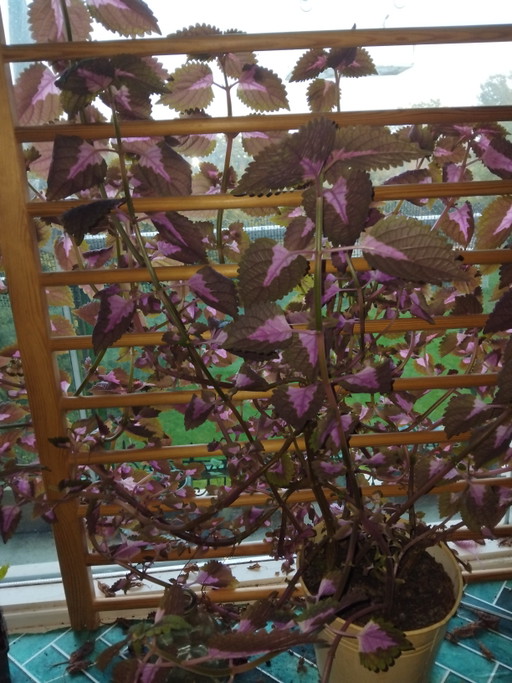 Cuttings Box