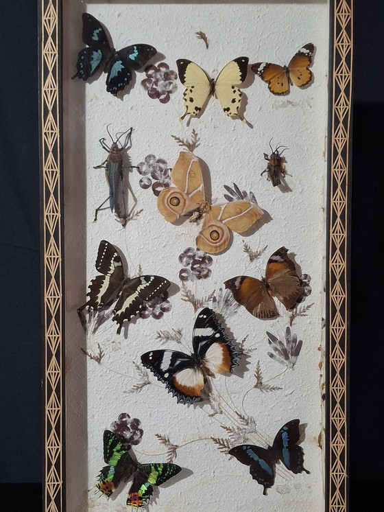 Image 1 of Butterfly collection set