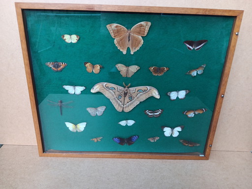 Butterfly Taxidermy Wall Decoration