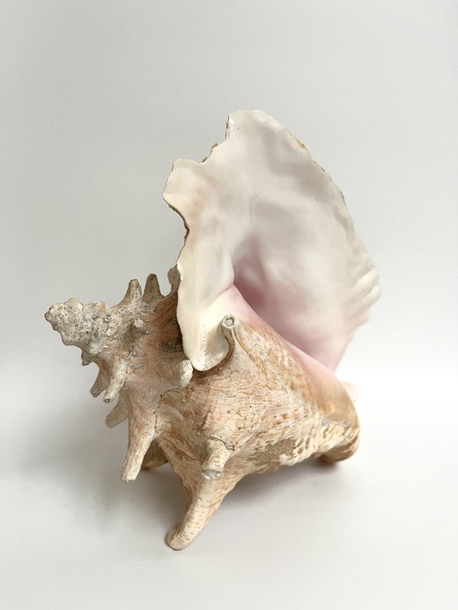 Grande conchiglia rosa