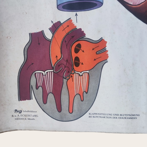 5 anatomische posters uit het midden van de 20e eeuw / Rudolf Tupy – Paper (photo 8 of 15)
