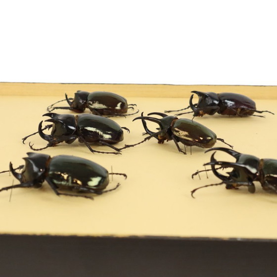 Collezione di scarabei incorniciati, scarabei Atlas, Oggetti decorativi, Legno, Vetro, Nero, Vintage (foto 9 di 10)