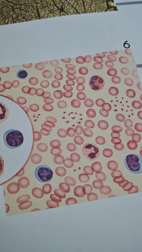 Image 1 of Manifesto didattico d'epoca, Deutsches Hygiene-Museum, Dresda, Germania, biologia, scienze