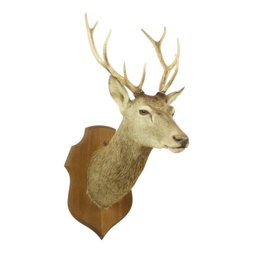 Tête de cerf montée cerf rouge avec bois