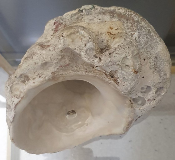 Image 1 of Grande conchiglia fossile (1,4 kg) – Lumaca di mare pietrificata – Decorazione naturale vintage – Pezzo unico