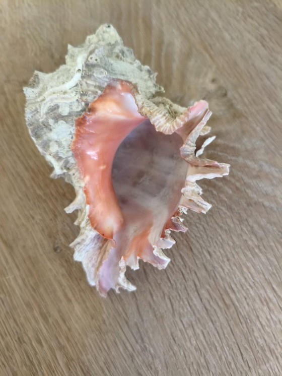 Image 1 of Coquillage de mer, naturel, 15 cm