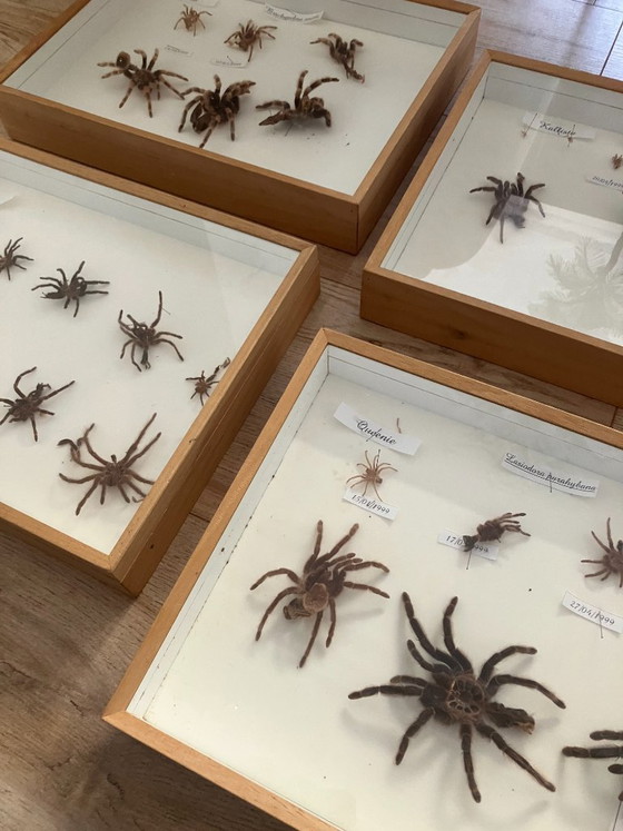 Image 1 of 4 vitrines de taxidermie pour tarentules