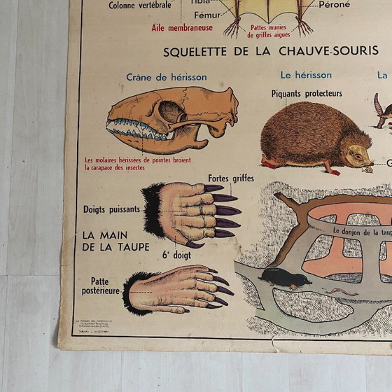 Manifesto scolastico d'epoca: Animali insettivori / Coniglio – Decorazioni murali, Paper (photo 6 of 10)