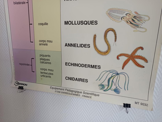 Image 1 of Vintage poster for schools Invertebrates