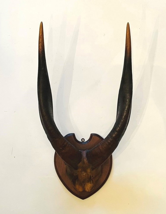 Image 1 of Afrikaanse Trofee -  Vintage Bosbok Antilopehoorns  