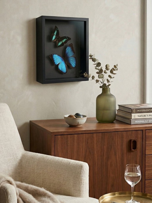 Entomological frame of blue Morpho butterflies – Contemporary naturalist composition under glass