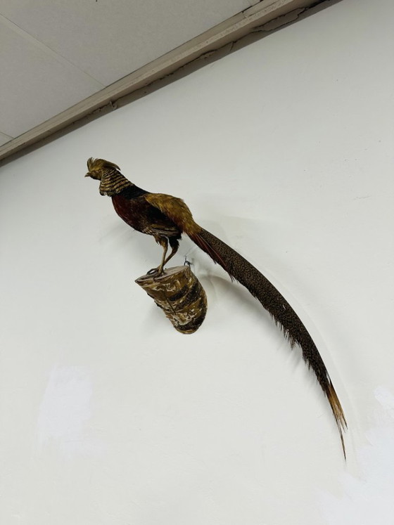 Antique stuffed Golden Pheasant Rooster – Decorative Objects, Wood, Other (photo 4 of 14)