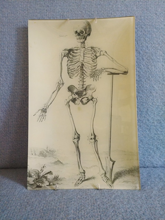 Image 1 of John Derian decoupage art wall plate