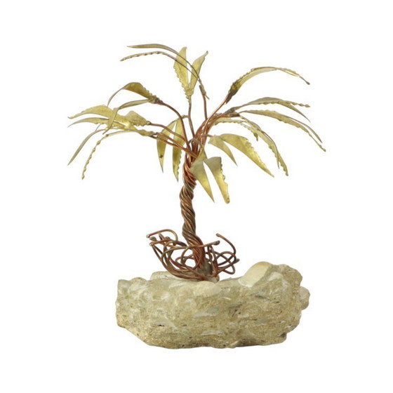 Image 1 of Palma sulla roccia Daniel D'Haeseleer