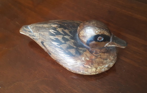 Image 1 of Amerikanische Lockenten