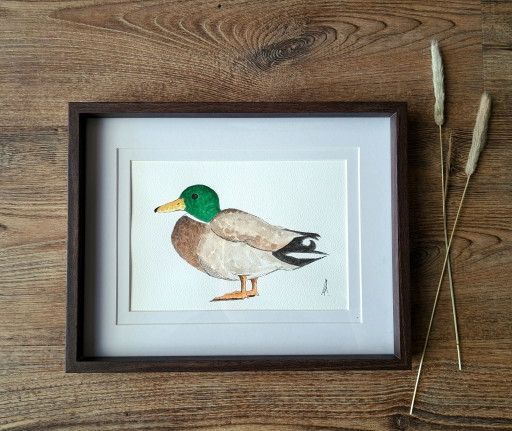 Aquarellgemälde Ente Erpel | Inklusive Rahmen