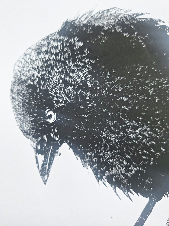 Linoprint 'Kauwtje' – M. Jasperse, Kunst, Papier (photo 4 of 9)