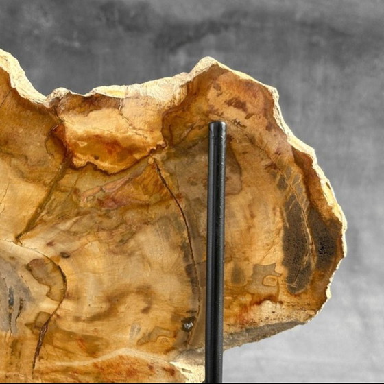 Image 1 of Bois fossilisé de Sooka, fabrication sur mesure standard (nouveau)