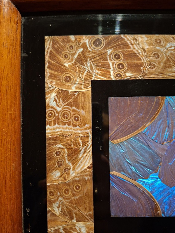 Vassoio Antico Ali di Farfalla Guyana Britannica – Farfalla Morpho – Oggetti decorativi, Vetro, Legno (photo 7 of 7)