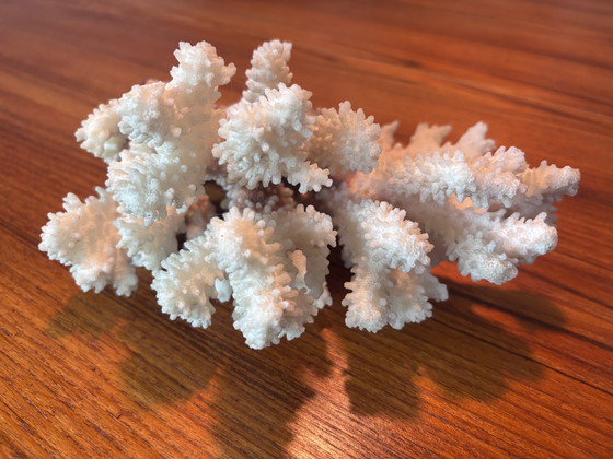 Image 1 of Natuurlijk bloemkoolkoraal (Pocillopora sp.) – witte koraalrifdecoratie 620 g