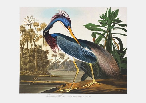 John James AUDUBON Louisiana Heron lithograph 1990