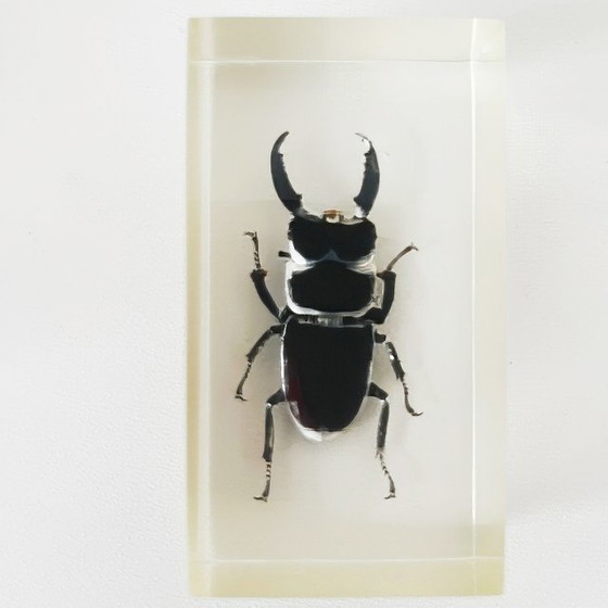 Image 1 of Vintage resin insect set rhinoceros beetle stag beetle paperweight resin 1980s