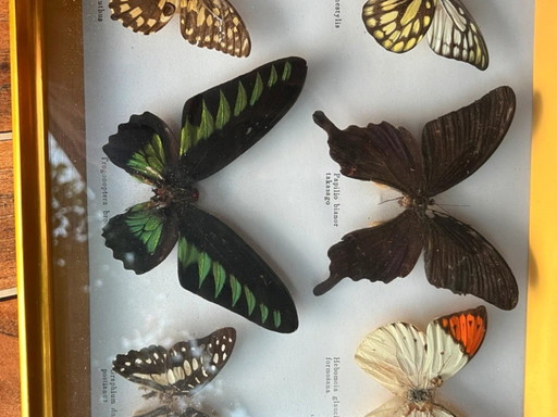 Cadre entomologique vintage – véritables papillons naturalisés – 6 espèces
