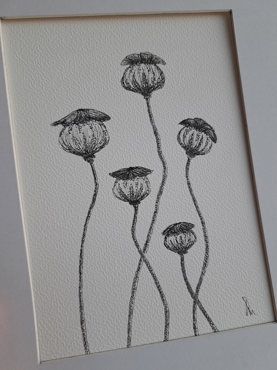 Image 1 of Botanical illustration Poppy original in frame