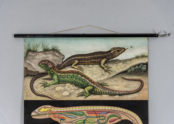 Image 1 of Originele schoolmuurkaart uit 1962 van de zandhagedis, Jung Koch Quentell biologie leskaart oprolkaart vintage
