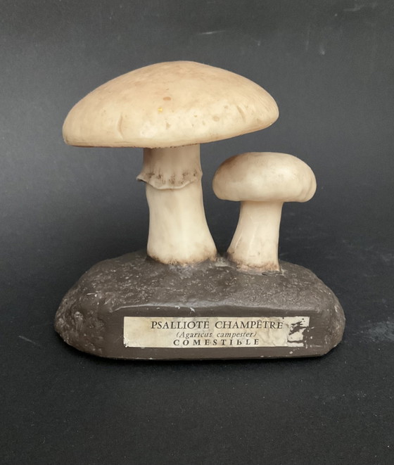 Image 1 of Conjunto exclusivo de 13 modelos de setas Deyrolle / Eurosap-Deyrolle – Colección didáctica de farmacia francesa