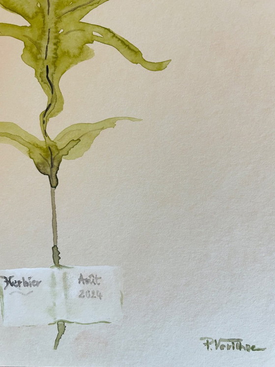 Image 1 of Dipinto ad acquerello firmato della collezione Herbier in trompe l'oeil