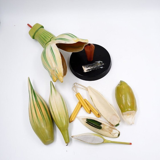 Image 1 of Botanisches Modell einer Weizenblüte aus Osterloh, Deutschland, 1940er/50er Jahre
