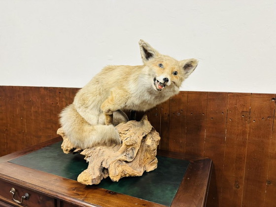 Antiker ausgestopfter Fuchs – Dekorative Objekte, Holz, Andere (photo 2 of 10)