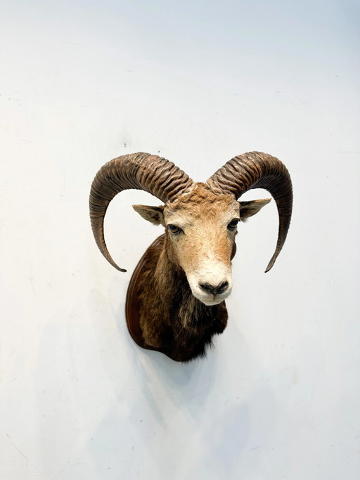 Cabeza de carnero disecada – beeldhouwkunst