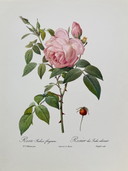 Rose rosa vintage - Litografie di libri - Set di 6