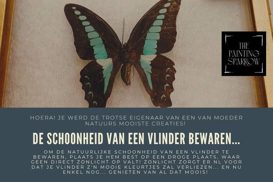 Image 1 of Goudkleurige kader met opgezette vlinder (taxidermie)