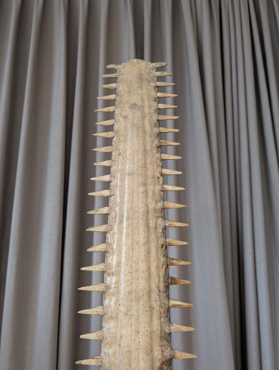 Image 1 of Tribune de poisson-scie antique 130 cm - 169 cm (Pristis pristis)