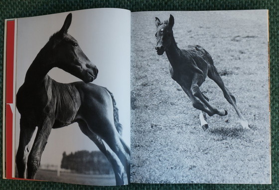 Image 1 of Ein Königreich für ein Pferd