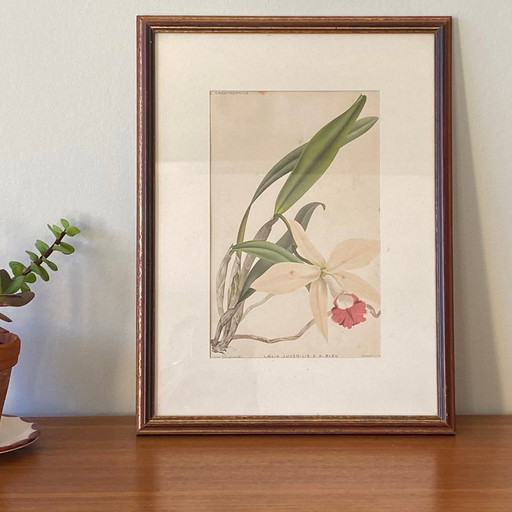 Dipinto antico di un'orchidea, litografia