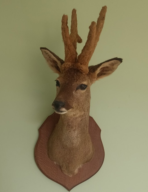 Taxidermy: Beautiful Mounted Roe Deer (Sex-end) in Summer Coat with Velvet Antlers. 60 cm height! – decoratieve objecten