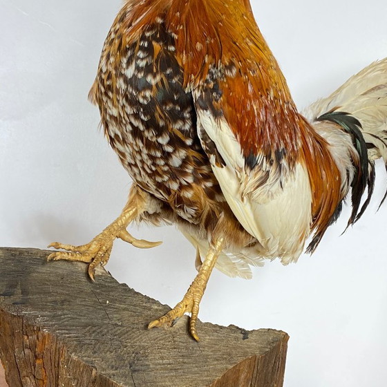 Gallo imbalsamato, tassidermia, imbalsamato, oggetto da collezione, curiosità – Oggetti decorativi, Other (photo 5 of 9)