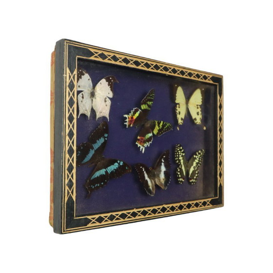 Framed Tropical Butterflies Taxidermy Insect Display, Decorative Objects, Glass, Wood, Multi Color (photo 3 of 10)