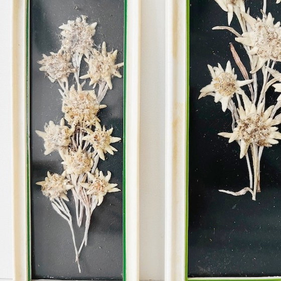 Image 1 of Set vintage di dipinti di fiori secchi di metà secolo Edelweiss, anni '50