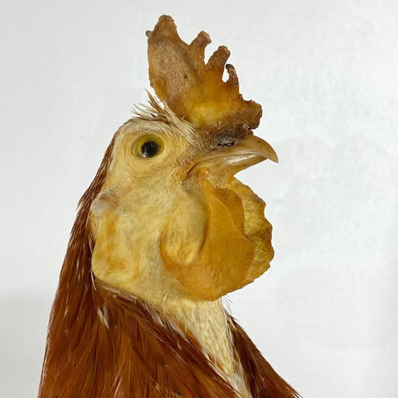 Gallo imbalsamato, tassidermia, imbalsamato, oggetto da collezione, curiosità – Oggetti decorativi, Other (photo 8 of 9)