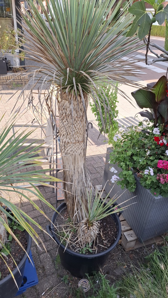 Image 1 of yuca in vaso