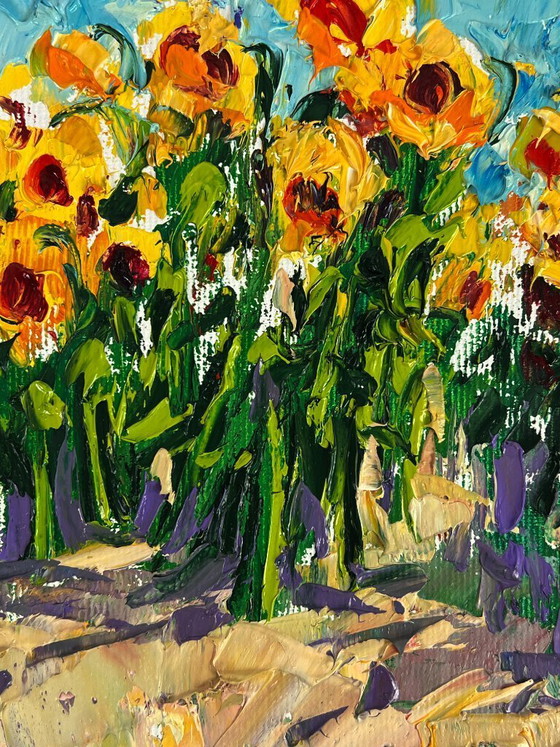 Image 1 of Sunflowers Grow in the Field