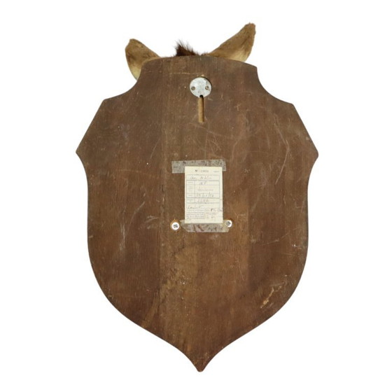 Image 1 of Testa di cervo rossa d'epoca, tassidermia.