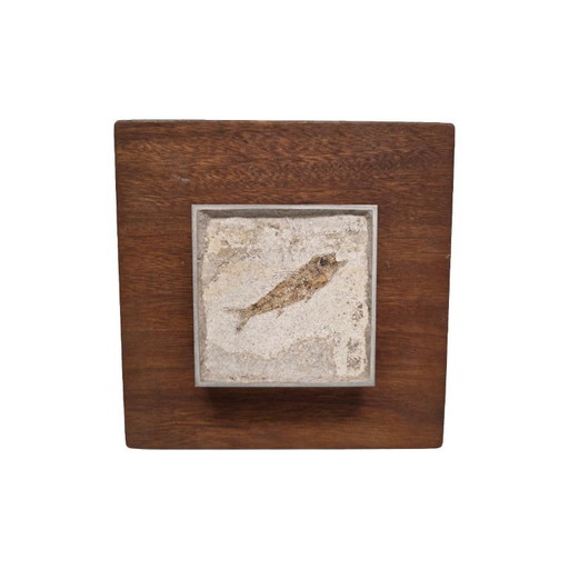 Dapalis Macrurus fossil fish framed, 30/35 million years